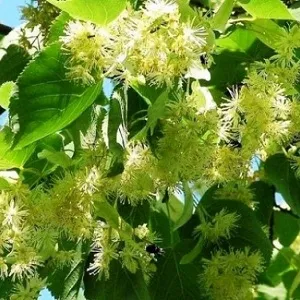 Опилки липовые оптом в Каменске-Уральском от завода-производителя Лигнум Ресурс